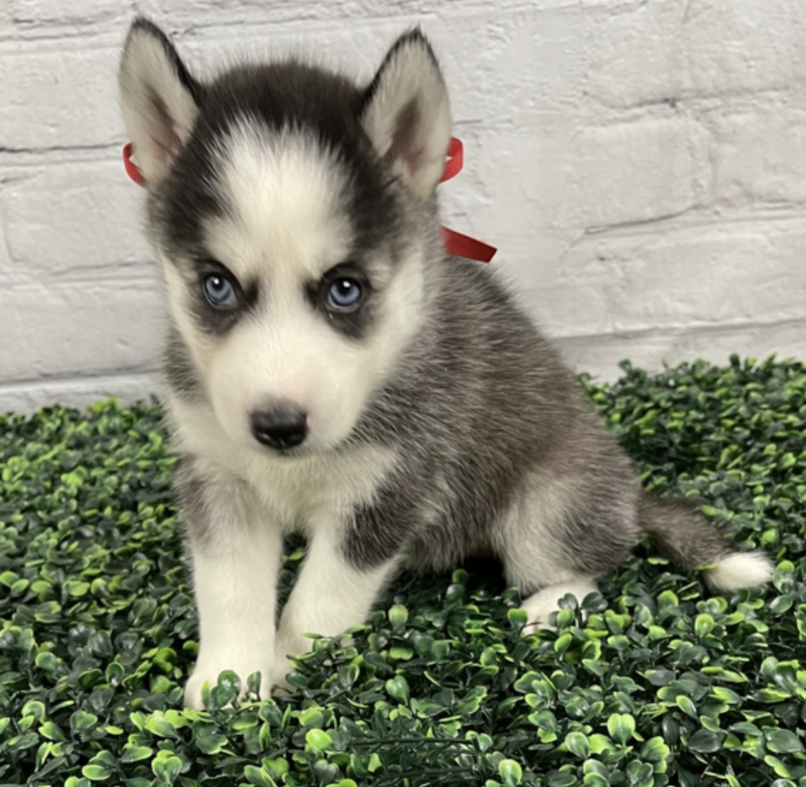 comprar cachorros sanos, baratos y asequibles para la venta